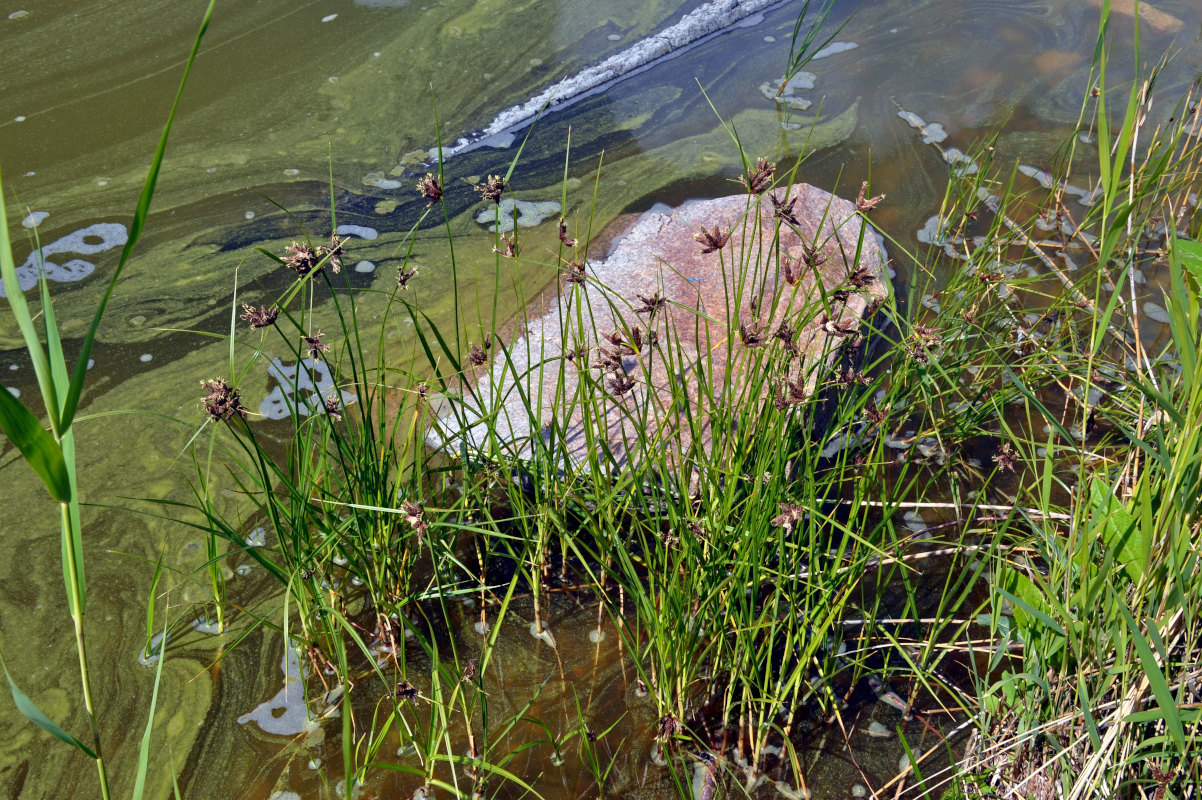 Image of genus Bolboschoenus specimen.