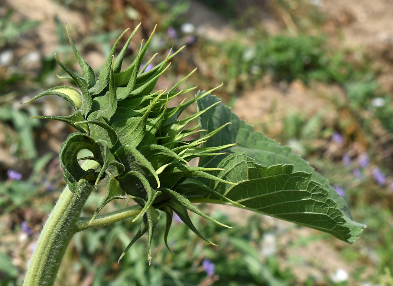 Image of Helianthus annuus specimen.