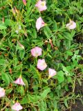 Convolvulus arvensis