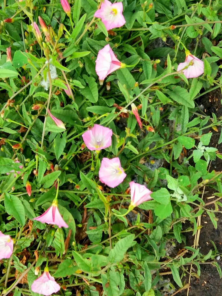 Изображение особи Convolvulus arvensis.