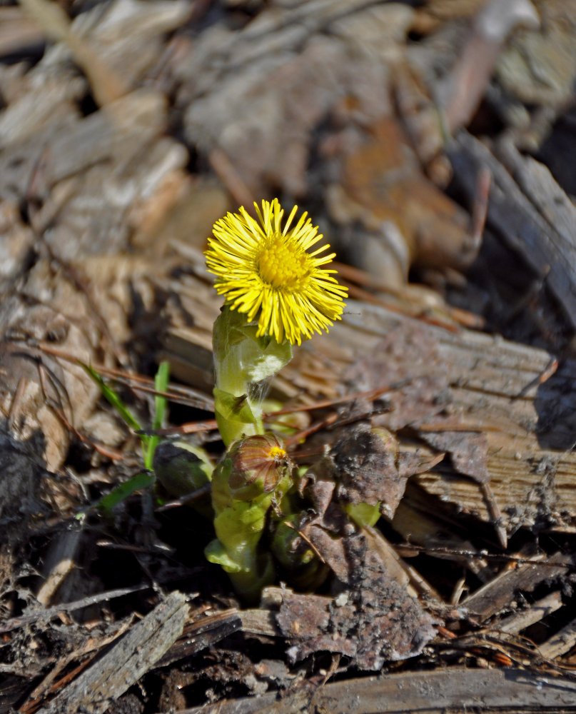 Image of Tussilago farfara specimen.