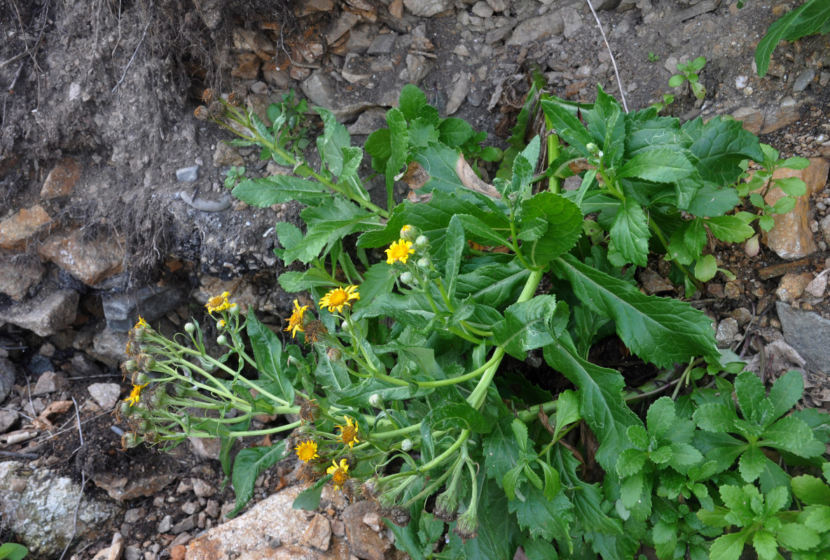 Изображение особи Senecio pseudoarnica.