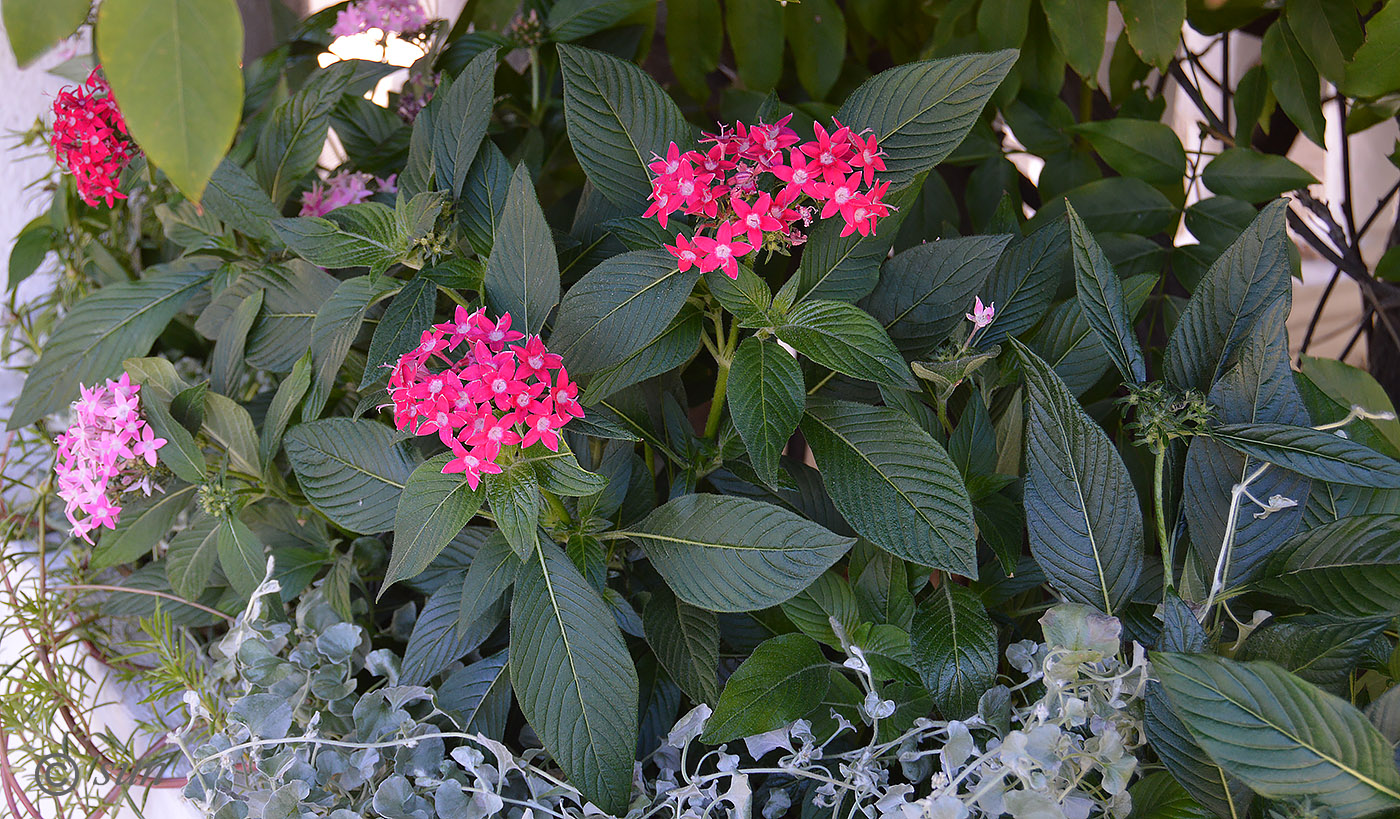 Image of Pentas lanceolata specimen.