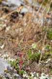 Geranium columbinum. Плодоносящее растение. Крым, Керченский п-ов, Ленинский р-н, окр с. Осовины, мыс Газан, степь, задернованное обнажение известняка, на моховой подушке. 28.05.2021.