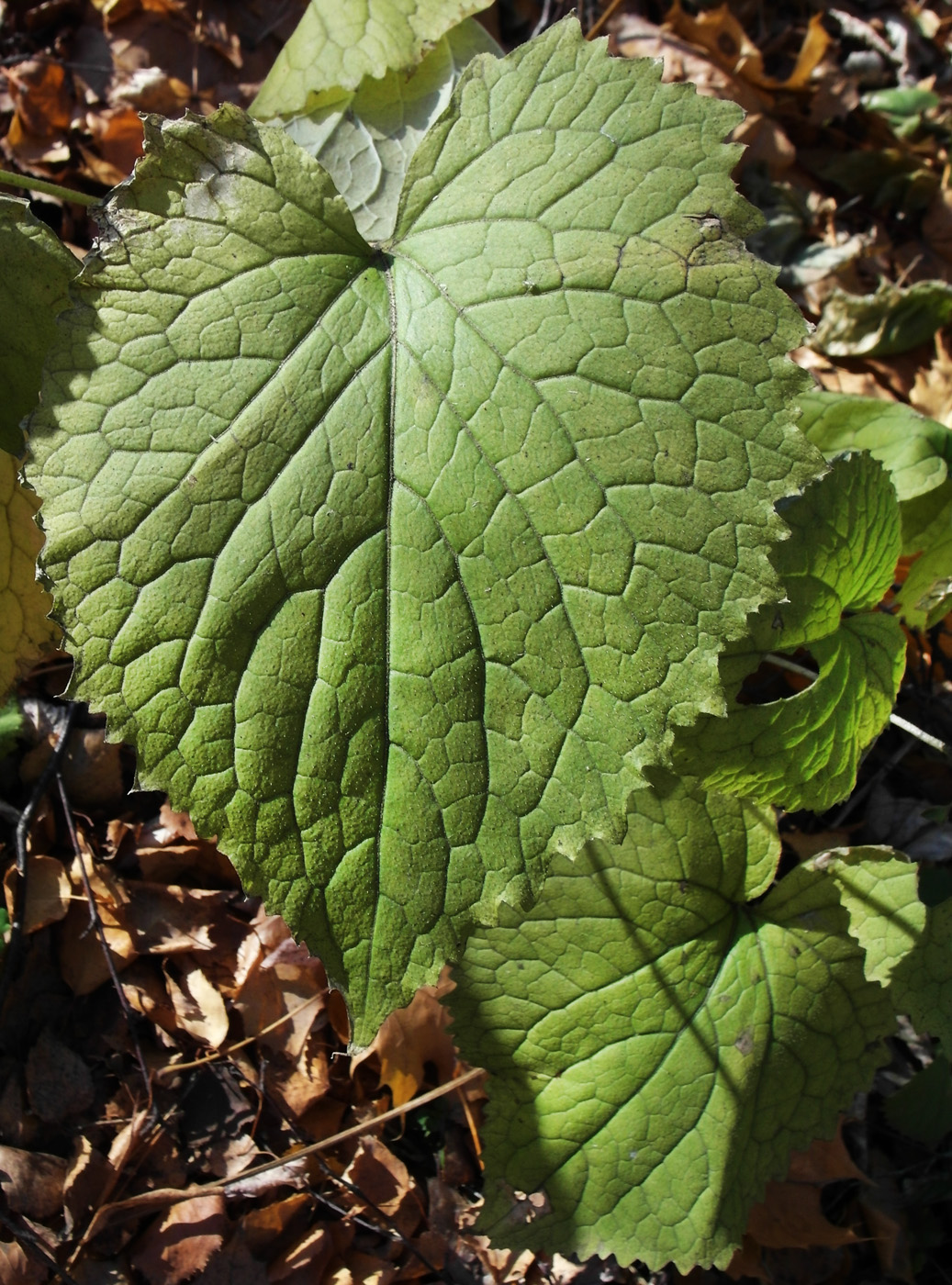 Image of Lunaria rediviva specimen.