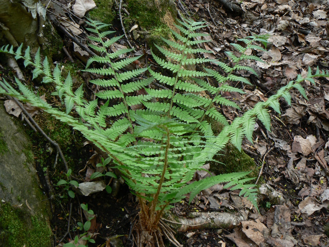 Изображение особи Dryopteris crassirhizoma.