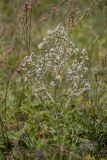 Salvia aethiopis