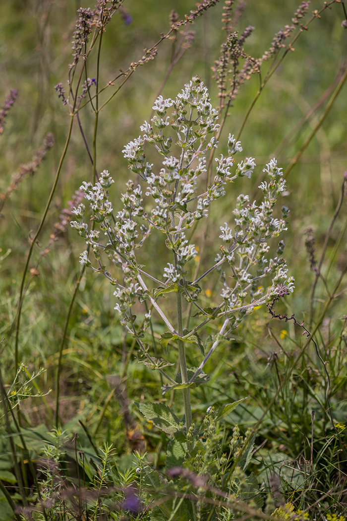 Image of Salvia aethiopis specimen.