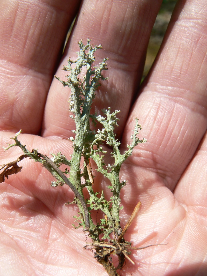 Image of familia Cladoniaceae specimen.