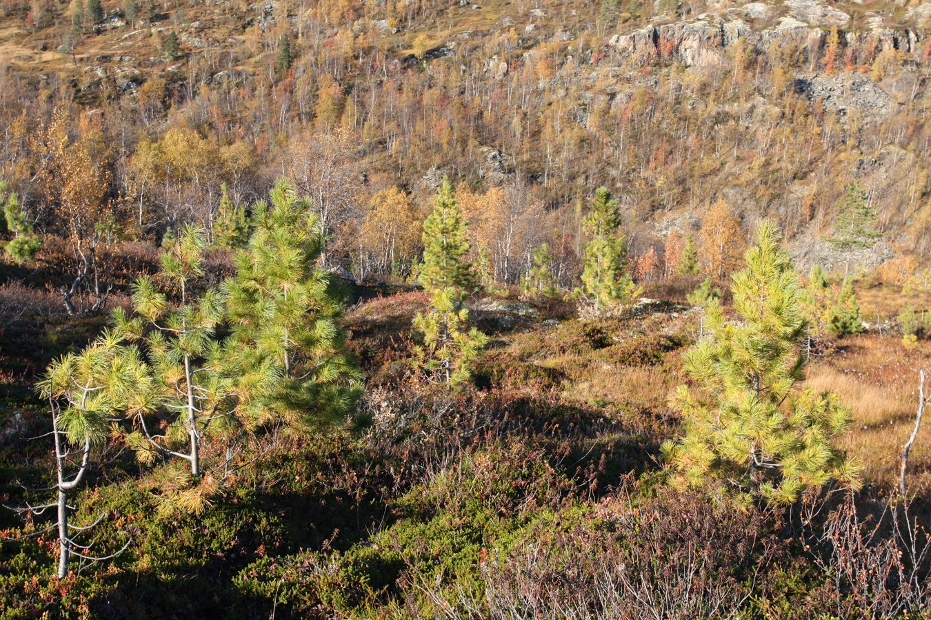 Изображение особи Pinus sibirica.