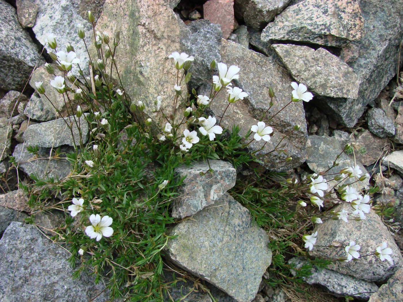 Image of Minuartia kryloviana specimen.