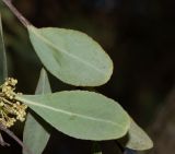 Image of taxon representative. Author is Татьяна Мальчинская