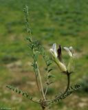 род Astragalus. Цветущее растение. Азербайджан, Евлахский р-н, хребет Ахарбахар, пустыня на загипсованной почве в нижнем горном поясе. 18.04.2010.