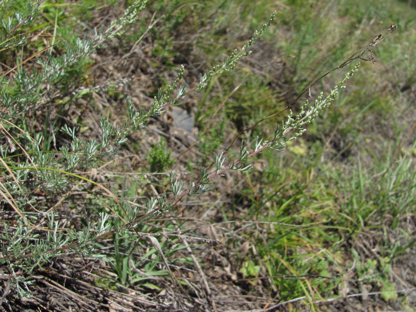 Image of genus Artemisia specimen.