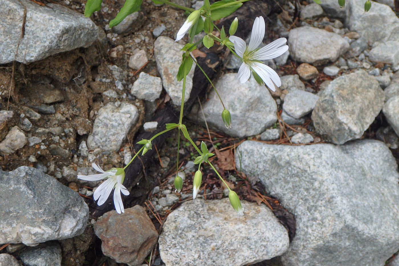 Image of Cerastium hemschinicum specimen.