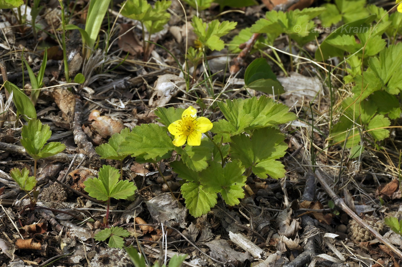 Изображение особи Waldsteinia ternata ssp. maximowicziana.