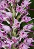 Orchis simia. Часть соцветия. Дагестан, Дербентский р-н, 3 км ЮЗ с. Геджух, луговая степь, среди кустарников. 6 мая 2022 г.