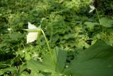 Trillium flexipes