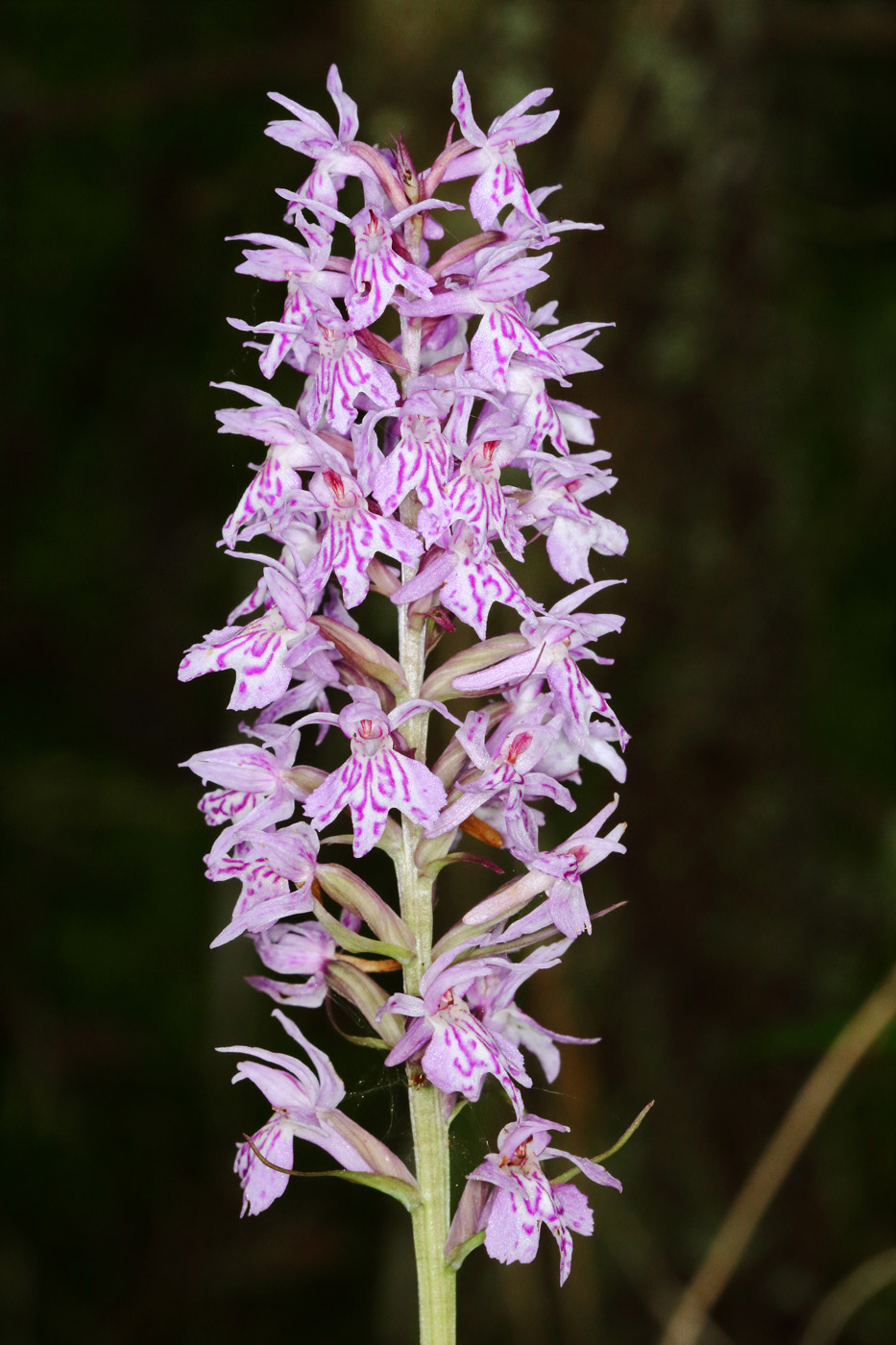 Image of Dactylorhiza fuchsii specimen.