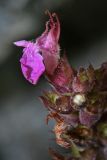 Teucrium multinodum