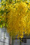 Cassia fistula