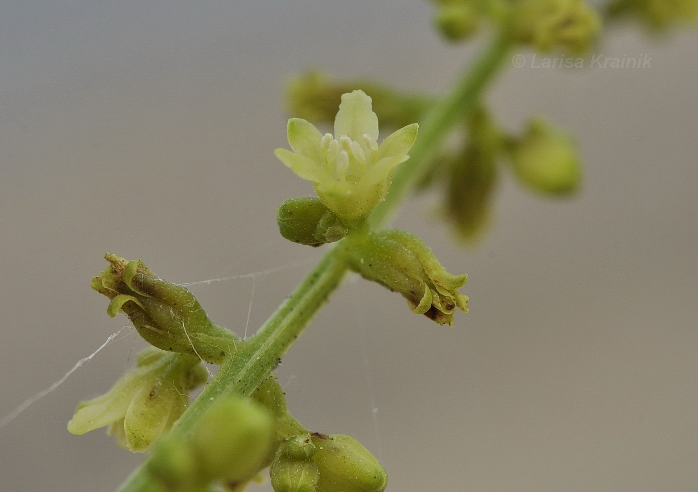 Image of Dioscorea nipponica specimen.