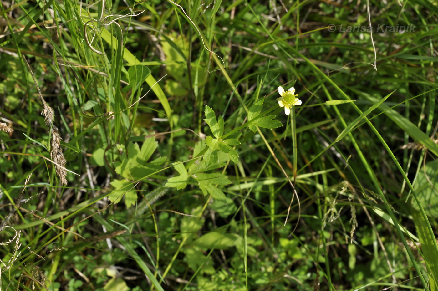 Изображение особи Ranunculus chinensis.