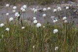 Eriophorum altaicum