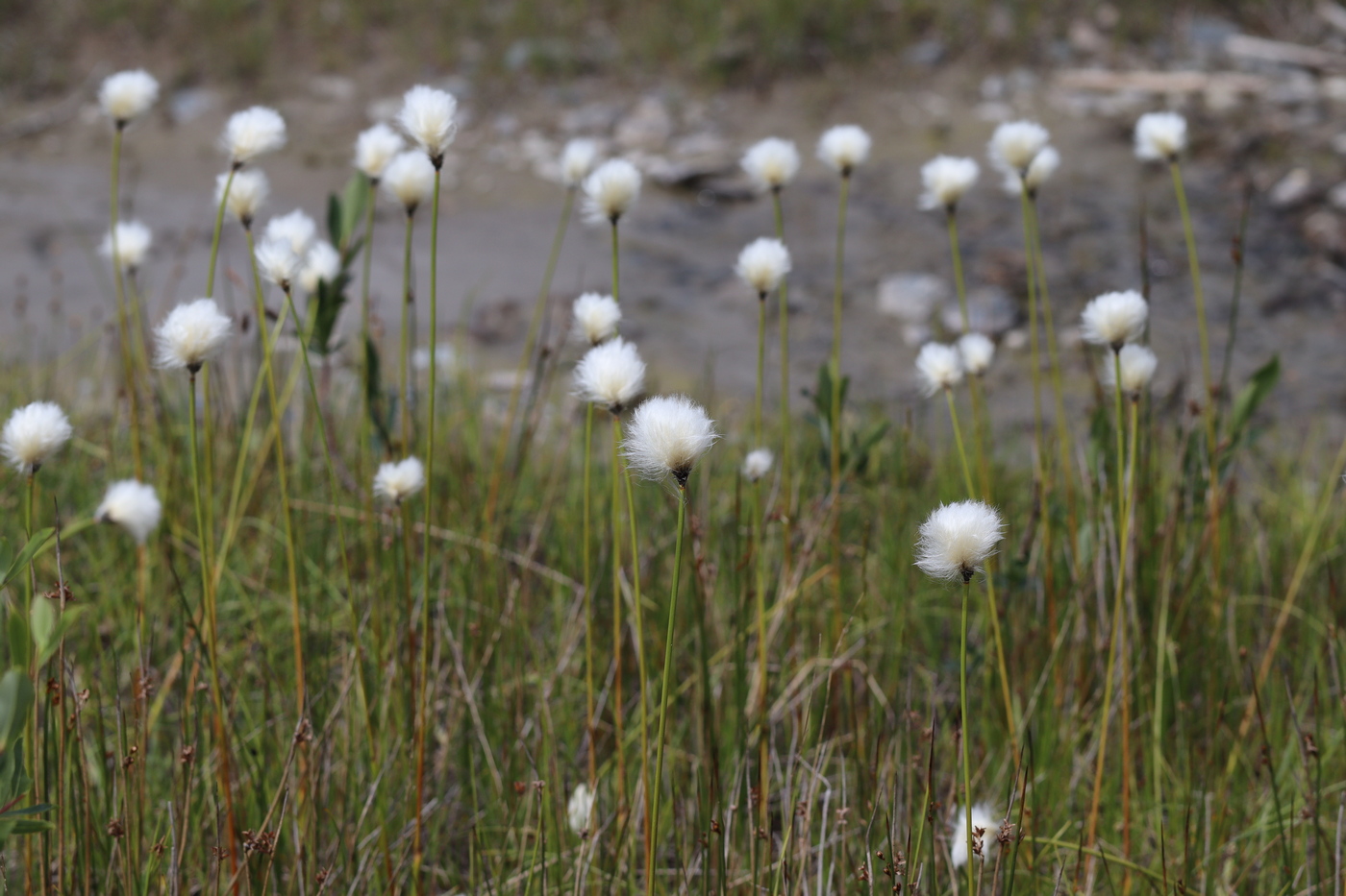 Изображение особи Eriophorum altaicum.