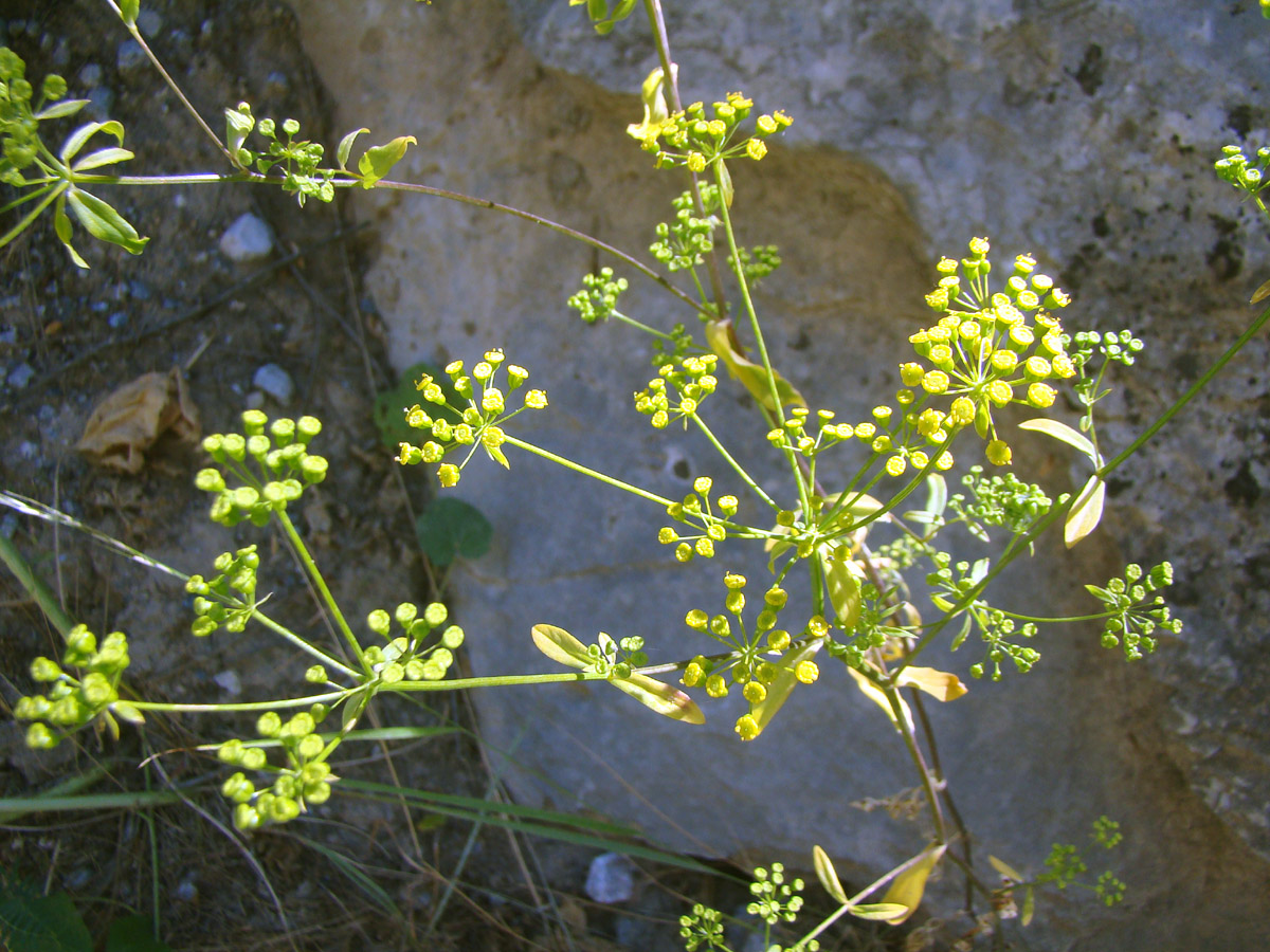 Image of Korshinskia olgae specimen.