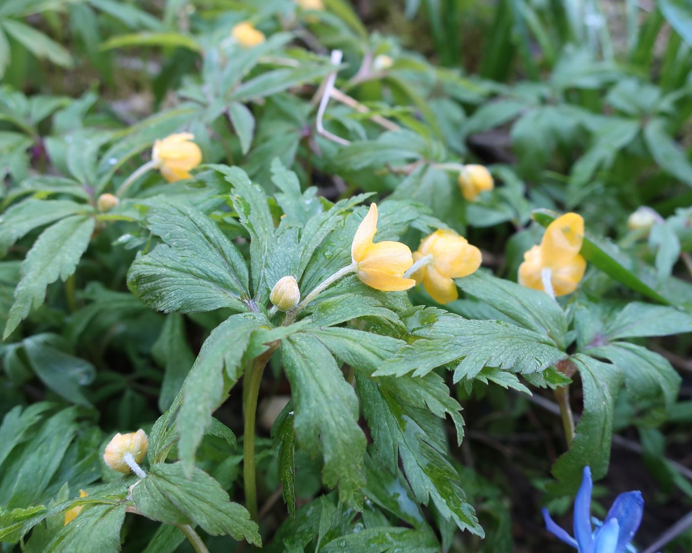 Image of Anemone ranunculoides specimen.