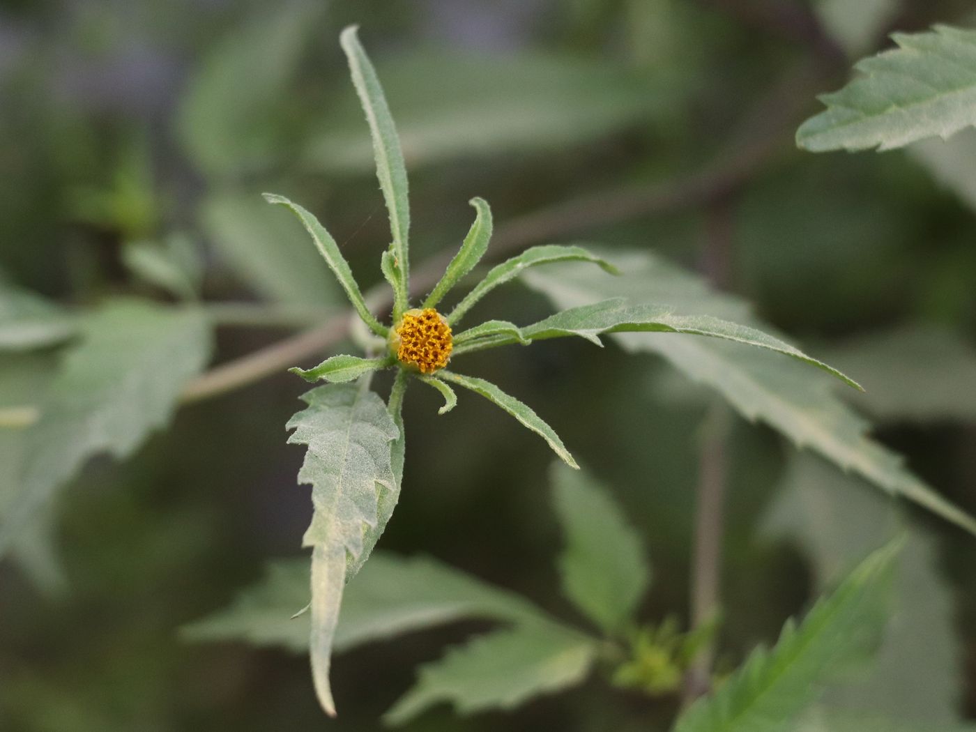 Image of Bidens frondosa specimen.