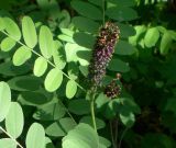 Amorpha fruticosa