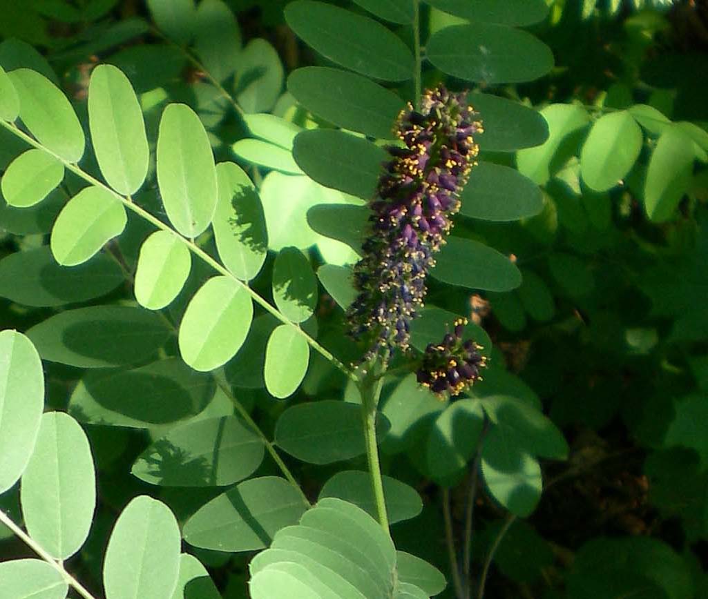 Изображение особи Amorpha fruticosa.