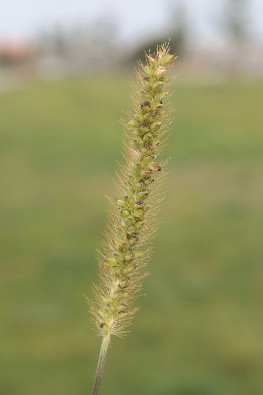Image of Setaria pumila specimen.