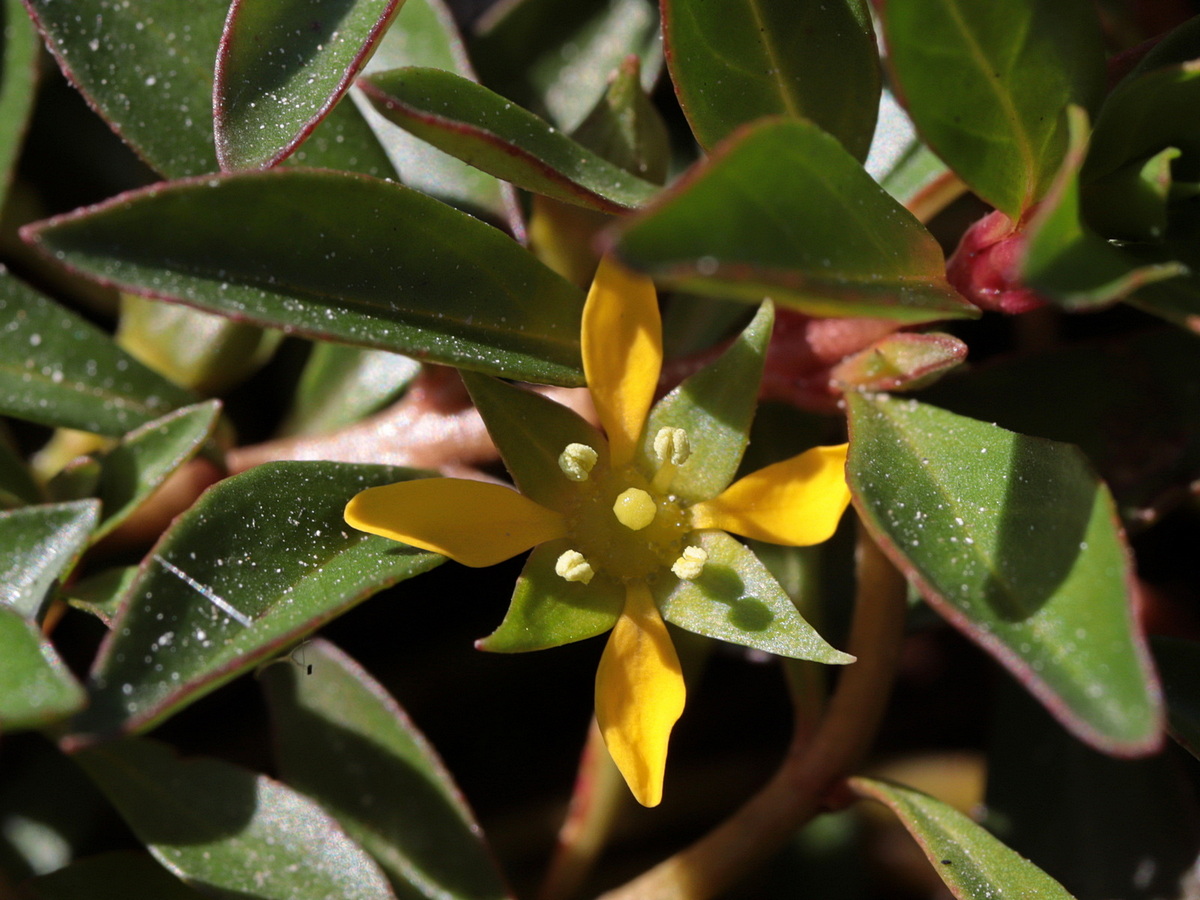 Image of Ludwigia brevipes specimen.