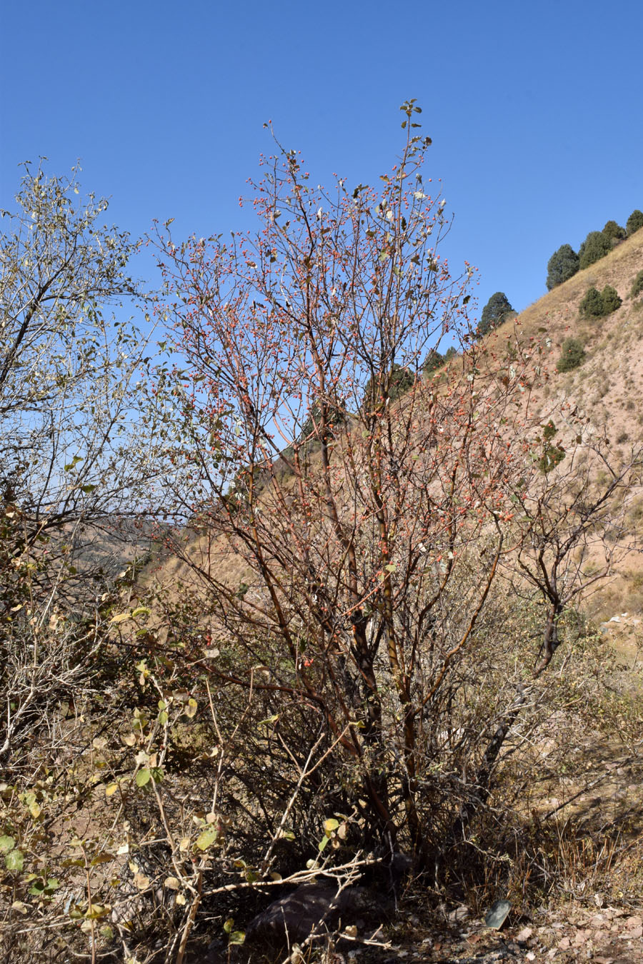 Изображение особи Sorbus persica.