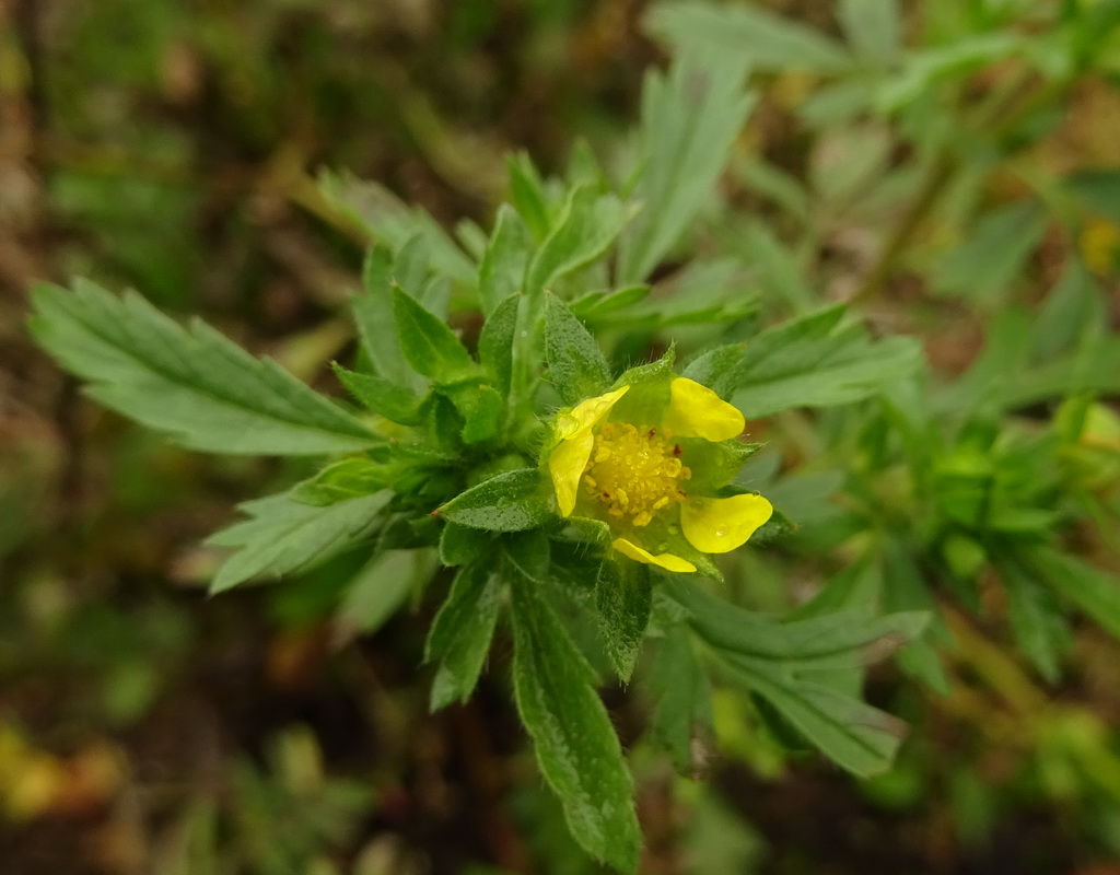 Image of Potentilla supina specimen.