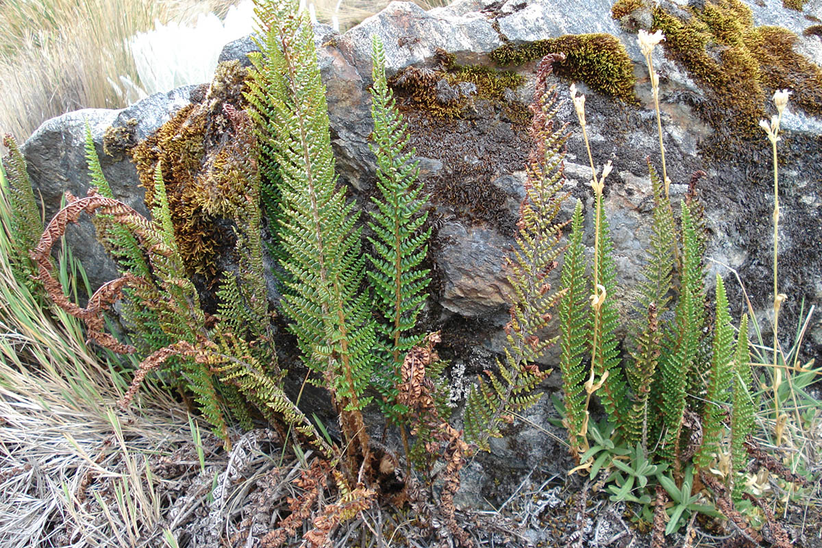 Image of class Polypodiopsida specimen.