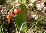 Convallaria keiskei. Соплодие. Приморский край, Владивостокский ГО, Ботанический сад, широколиственный лес. 12.09.2021.