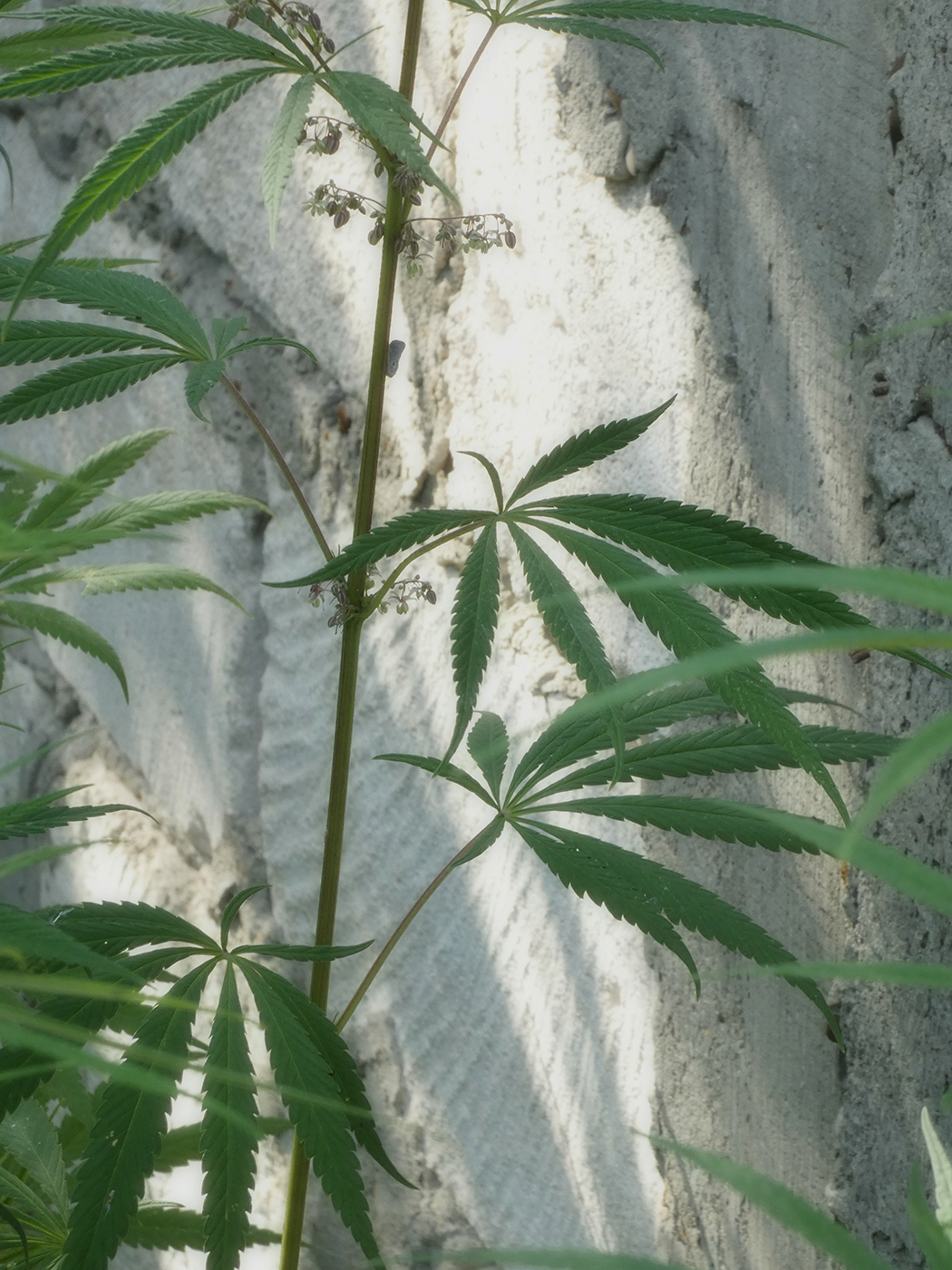 Image of Cannabis sativa var. spontanea specimen.