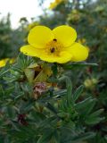 Dasiphora fruticosa. Ветвь с цветком.Польша, Любушское воеводство, Мендзыжечкий повят, г. Тшцель, АЗС. 07.07.2010.