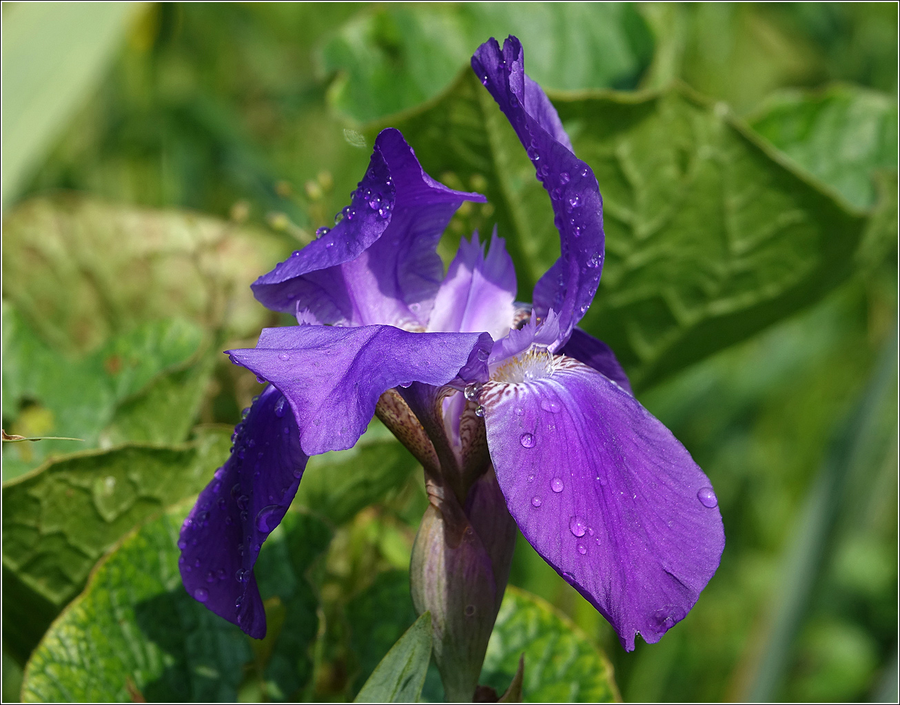 Изображение особи Iris nyaradyana.