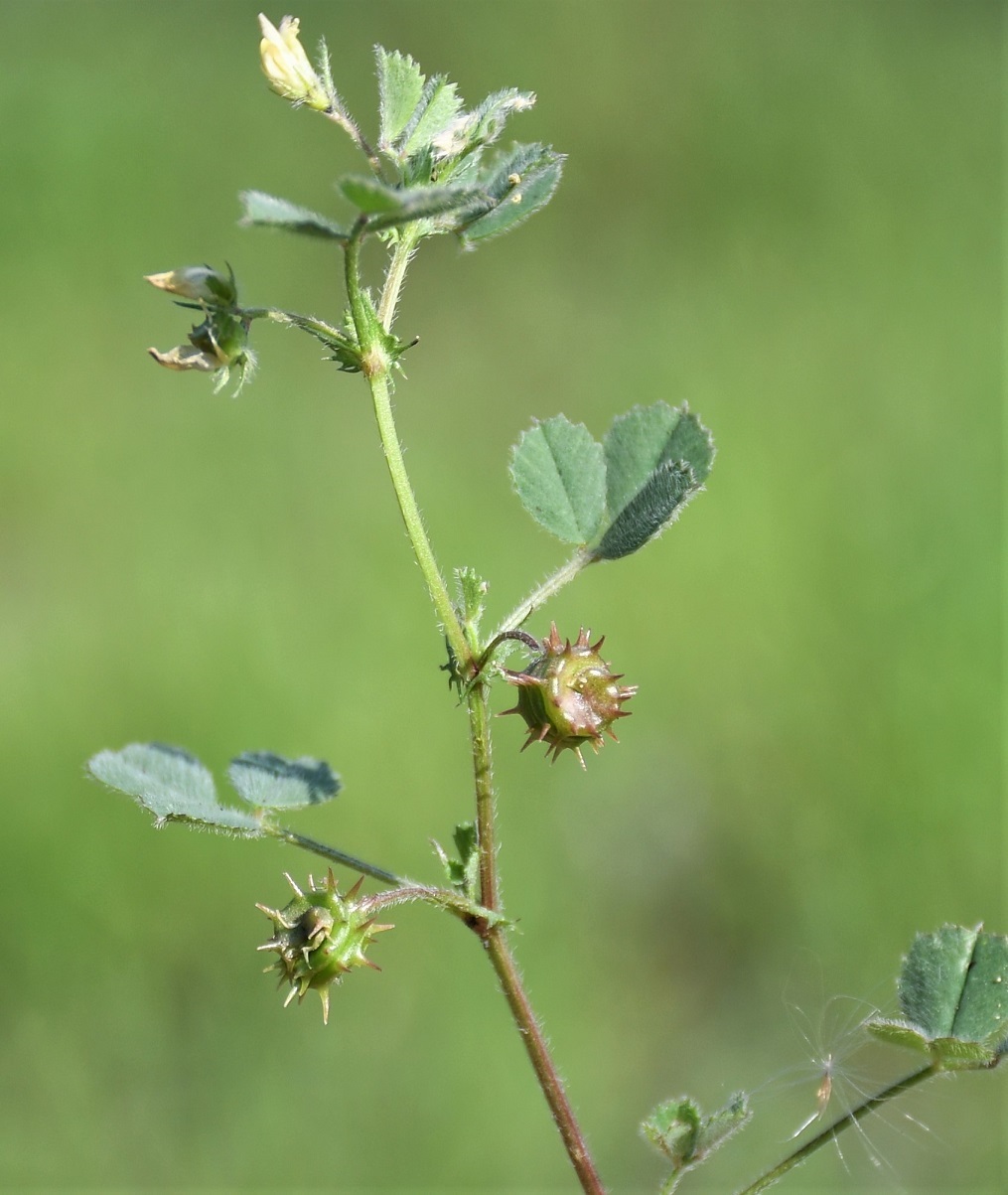 Изображение особи род Medicago.