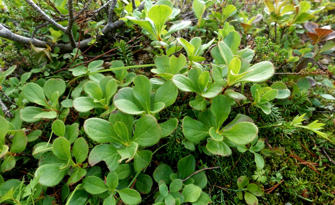 Image of Rhododendron camtschaticum specimen.