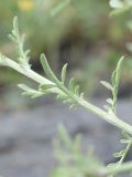 Centaurea diffusa