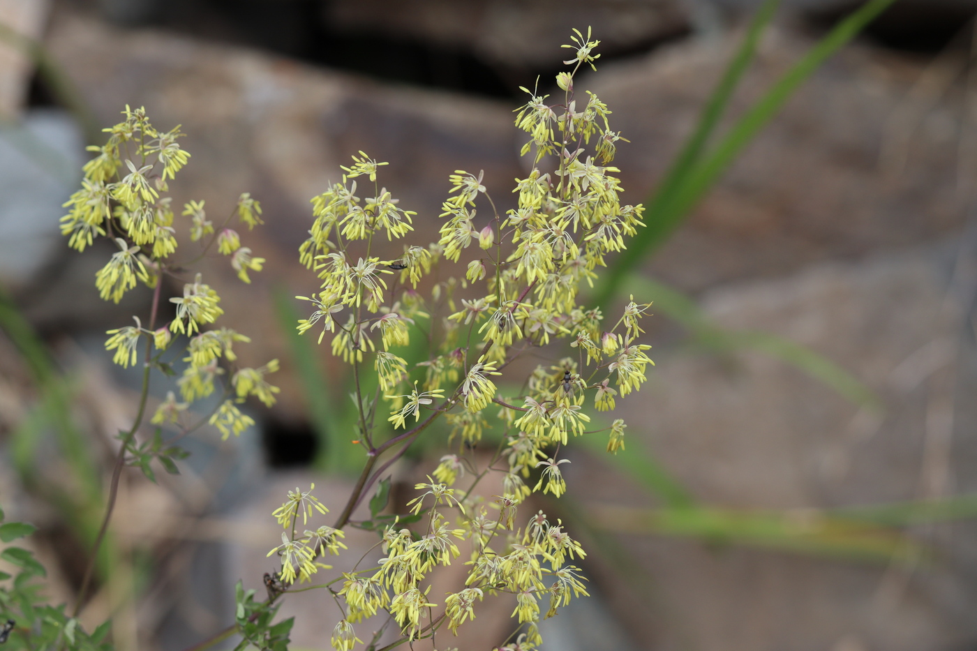 Image of Thalictrum minus specimen.