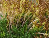 Sedum sexangulare