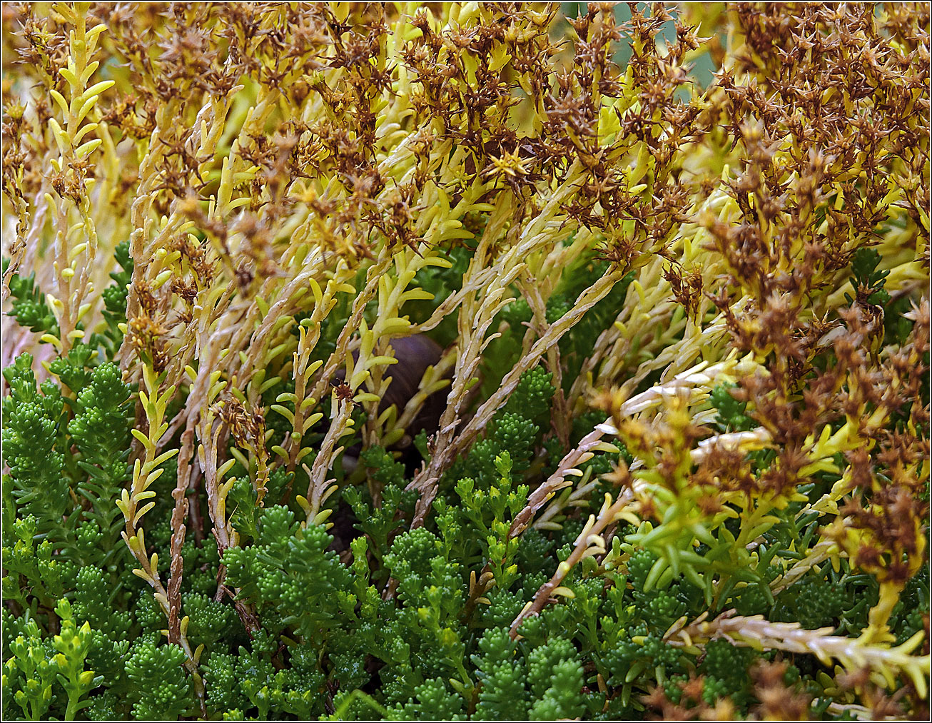 Image of Sedum sexangulare specimen.