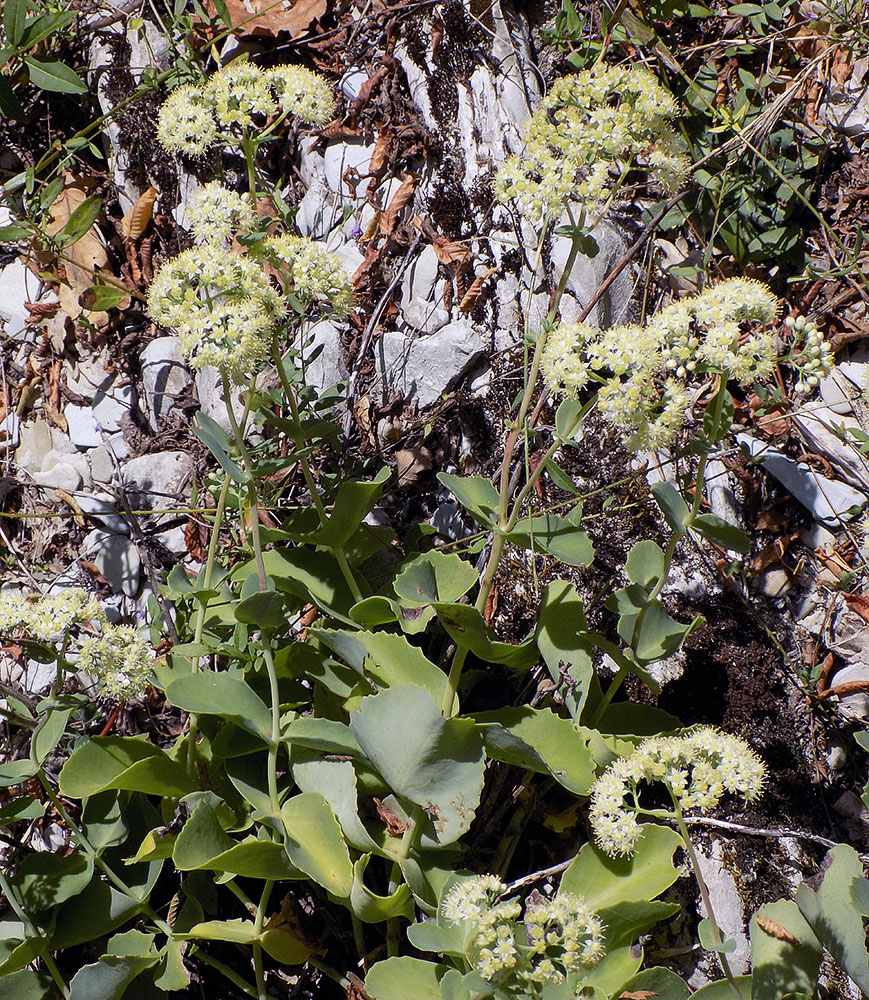 Изображение особи Hylotelephium caucasicum.